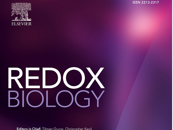 科研成果|bat365官网朱心红教授课题组在国际顶级期刊《Redox Biology》发表文章